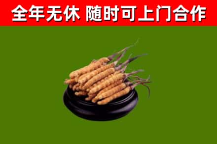郏市回收散虫草